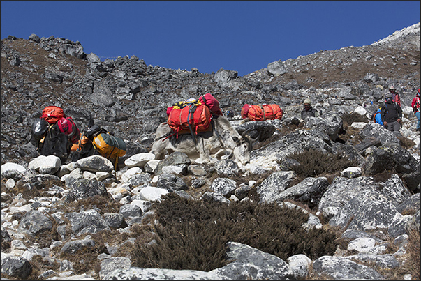 A caravan of yaks on the ascent to Lobuche