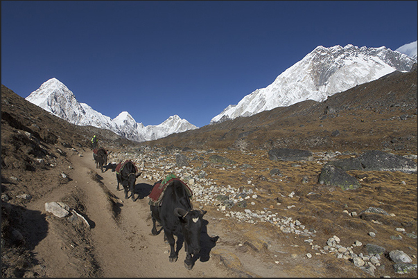 Yaks on the path towards the village of Lobuche (4910 m) in Kumbu Glacier Valley