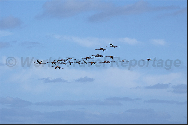 Stintino. Flamingos flying over the old salt marshes