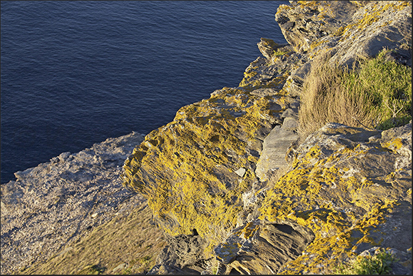 Nurra Coast. Path on the cliffs covered with moss and lichen between Stintino and the old mining village of Argentiera