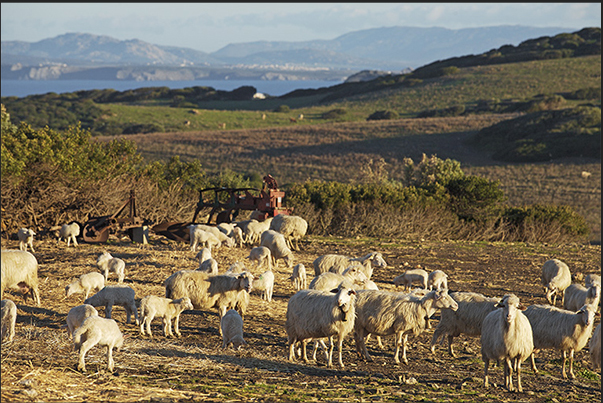 Sheep farming is one of the main activities on the coastal plateau of Nurra