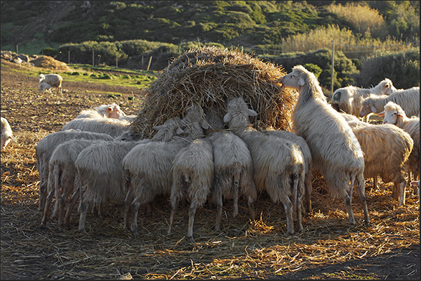 Sheep farming is one of the main activities on the coastal plateau of Nurra