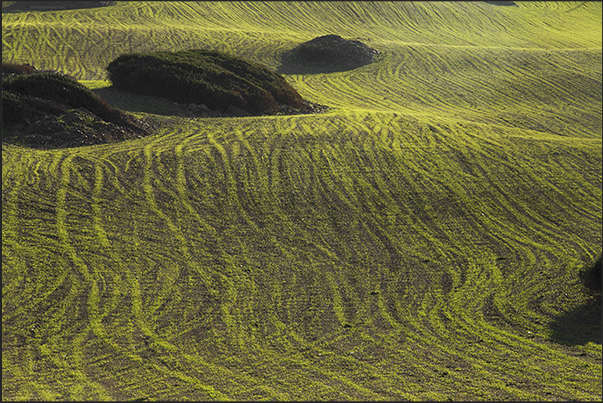 Often along the coastal path, there are fields with growing crops that create strange games of lines and colors