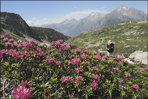 Over 2000 m there are only rocks and flower meadows