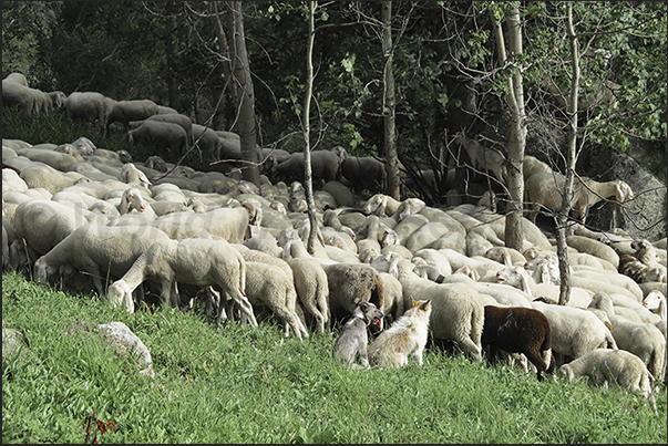It is not uncommon in the summer to meet the shepherds who lead the flocks to the pasture