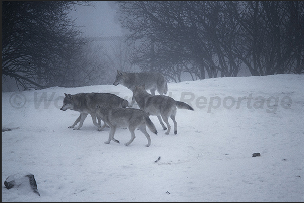 In the early morning mists, the wolves come out of their dens