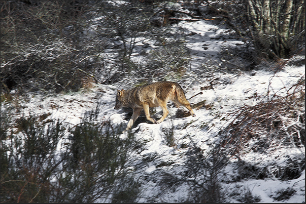 Park of the Wolves of Gevaudan. A Mongolia wolf
