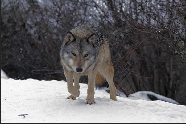 Wolves of Gevaudan Park. A Siberian wolf