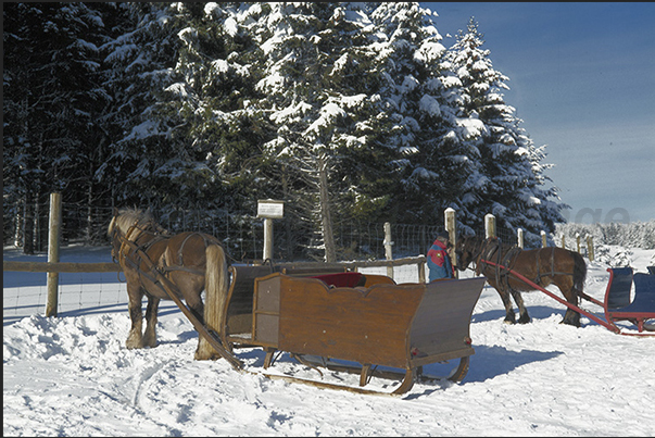 The sledges used to bring tourists around the park of the European Bisons