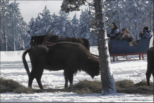 Horse-drawn sleigh is the only means of transport to approach bisons