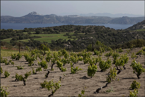 Vineyards in the Milou Bay with Cape Kambanes on the horizon
