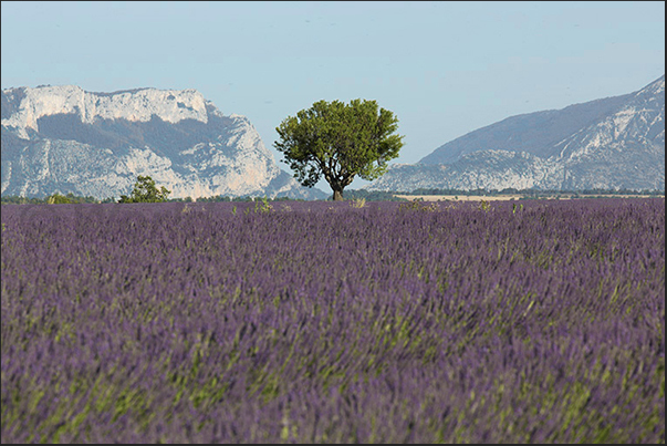 Lavender fields between Digne and Valensole
