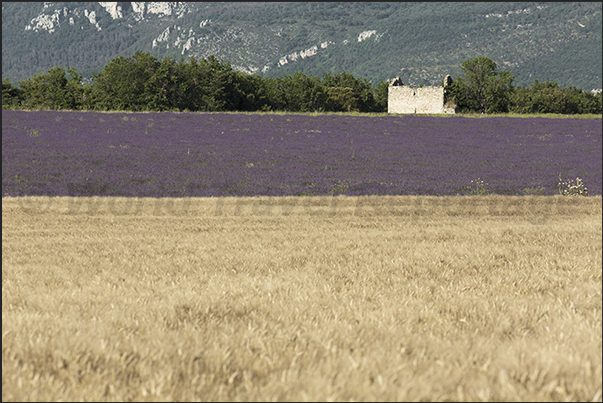 Lavender fields alternate with wheat fields in a spectacular succession of colors