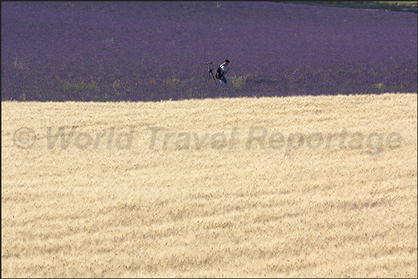 Lavender fields, the favorite destination for photographers who come to Provernce from all over the world