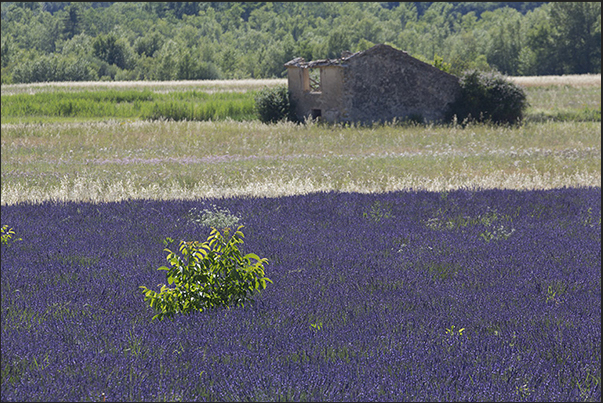 Every kilometer of road offers opportunities to stop to capture images and scents of Provence