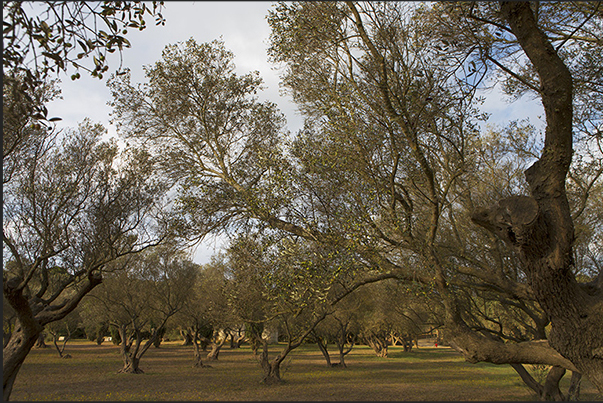 Olive grove inside the island