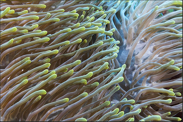 Magnificent anemone (Heteractis magnifica)