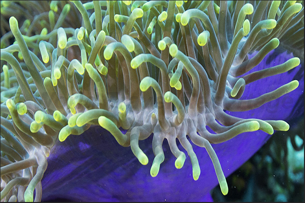 Magnificent anemone (Heteractis magnifica)