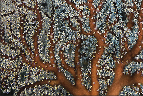 Polyps of a gorgonian (Acabaria splendens) family Melithaeidae