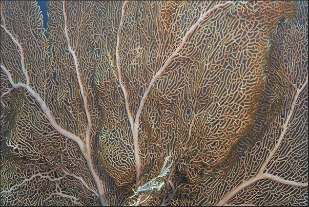 The lace of the fan of a gorgonian