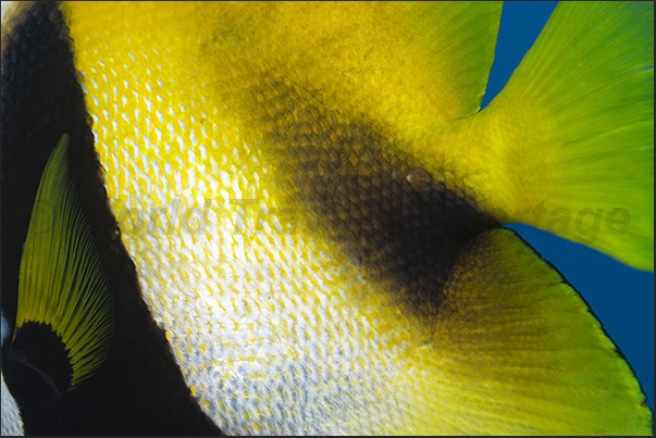 Detail of a masked reef fish (Heniochus monoceros)
