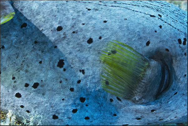 The mimetism of a Black spotted Pufferfish (Arothron nigropunctatus)