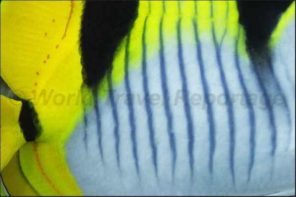 Detail of a Dubble saddle Butterflyfish (Chaetodon falcula)