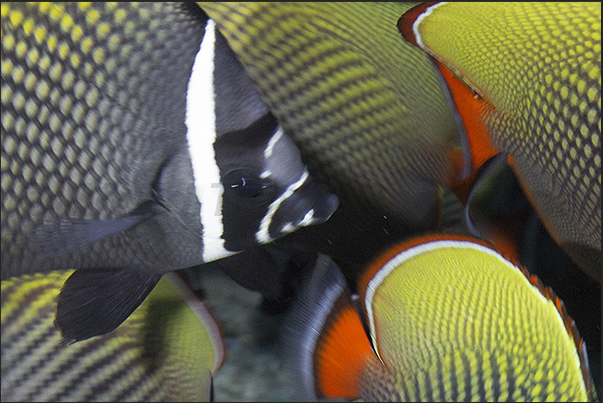 The look of a collared butterflyfish (Chaetodon collar)