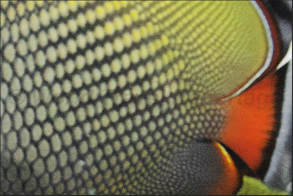 The tail of a Hand band Butterflyfish (collar fish ball)
