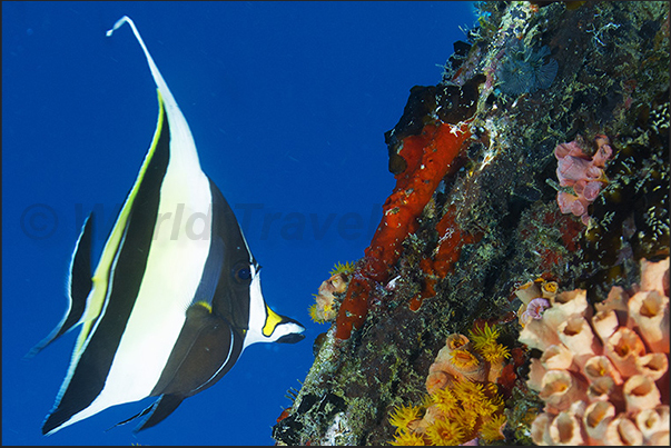 A moorish idol (Zanclus cornutus) observes the colors of the coral reef