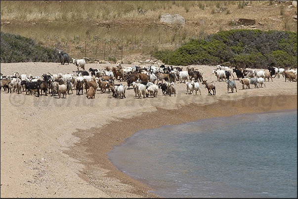 Kalamos Bay (south east coast of the island). Goats returning from the pasture