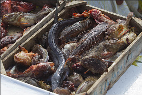 Port of Korissia, arrival of fishermen and direct sale of fish caught