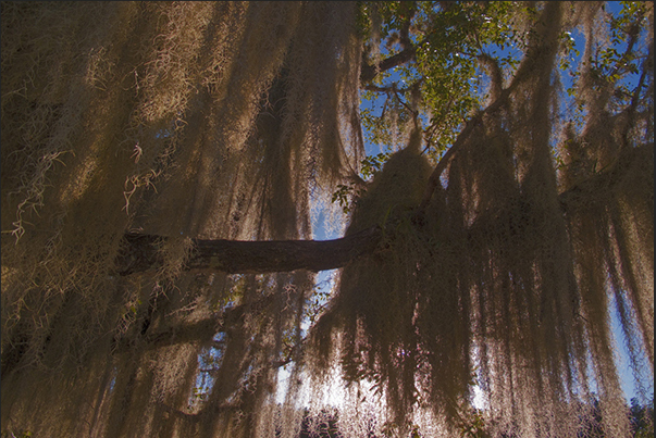 Everglades National Park. Aerial roots