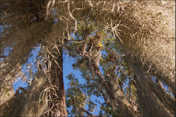 Everglades National Park. Aerial roots
