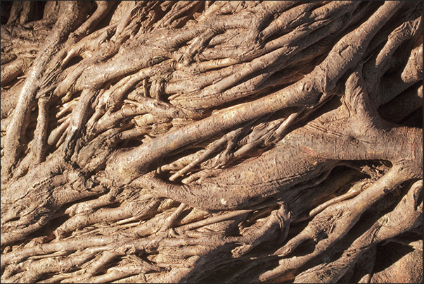 Everglades National Park. Roots of a ficus