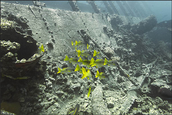The wreck lies on the seabed with the walls on the right that skim the surface of the water
