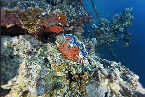 Marine life covers the structures of the main deck