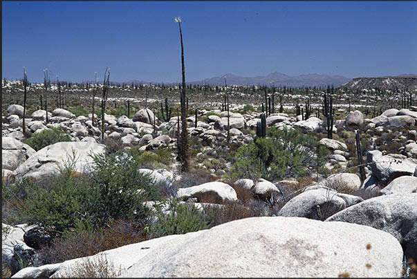 Rocky desert where the Saguaro grow, the high cactus characteristic of the desert area