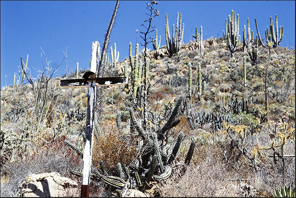 Rocky desert where the Saguaro grow, the high cactus characteristic of the desert area