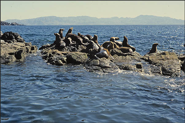 Seals on the rocks in Los Angeles Bay