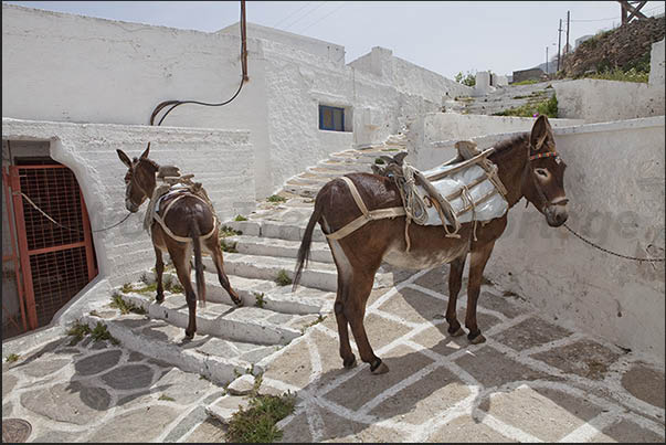 Mules and donkeys are the usual means of transport for the inhabitants of the island