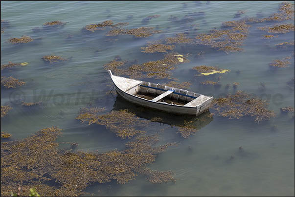 Algae grow quickly in the calm and sheltered areas of the gulf