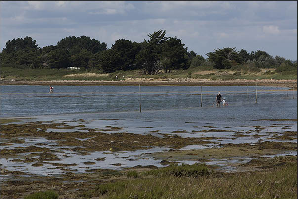 During low tide, many people look for molluscs and small crustaceans on the seabed