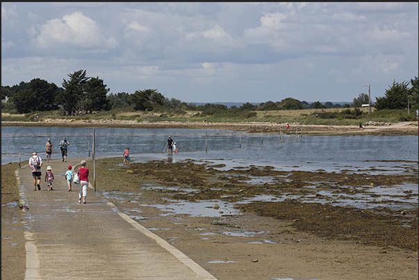 During low tide, many people look for molluscs and small crustaceans on the seabed
