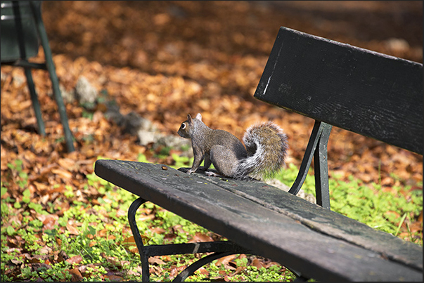 Squirrel at Valentino Park