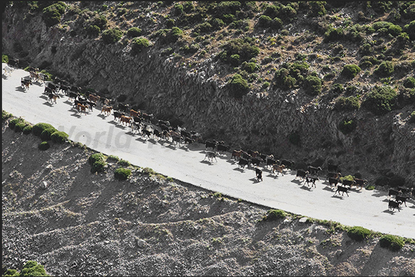 It is easy to meet herds of goats that reach the sheepfolds along the roads that cross the island