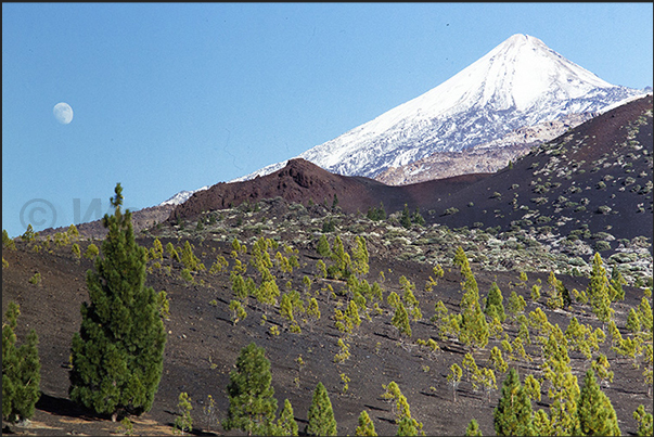 Descending from the volcanic areas towards 2000 m of altitude, the Canarian pine forests begin