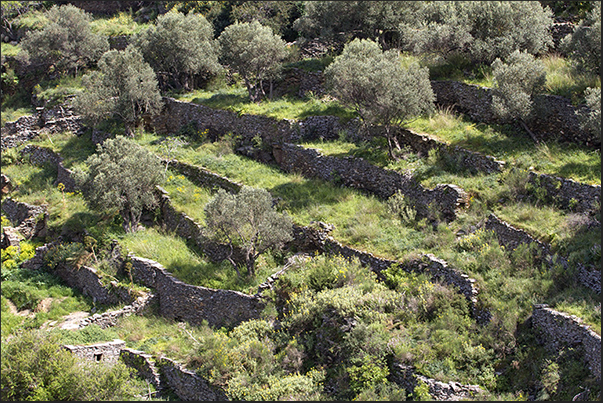 Ancient olive trees in terraced crops with dry stone walls