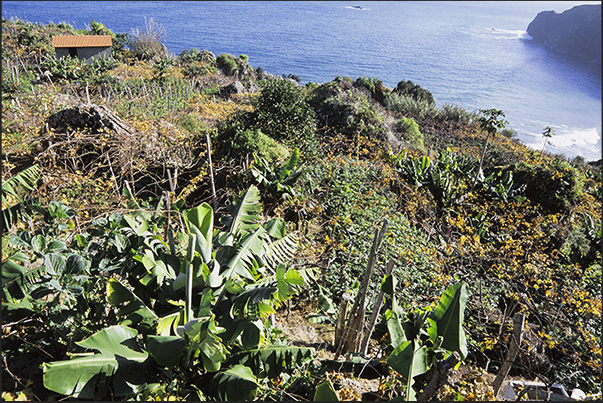 Vineyards on the north-east coast near Ponta Delgada