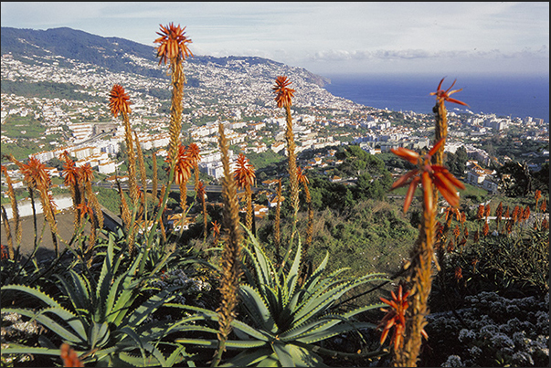 The city of Funchal, capital of the island